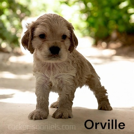 puppy, for, sale, Cocker Spaniel, Joe & Cherri  Overlease, dog, breeder, Miller, MO, dog-breeder, puppy-for-sale, forsale, nearby, find, puppyfind, locator, puppylocator, aca